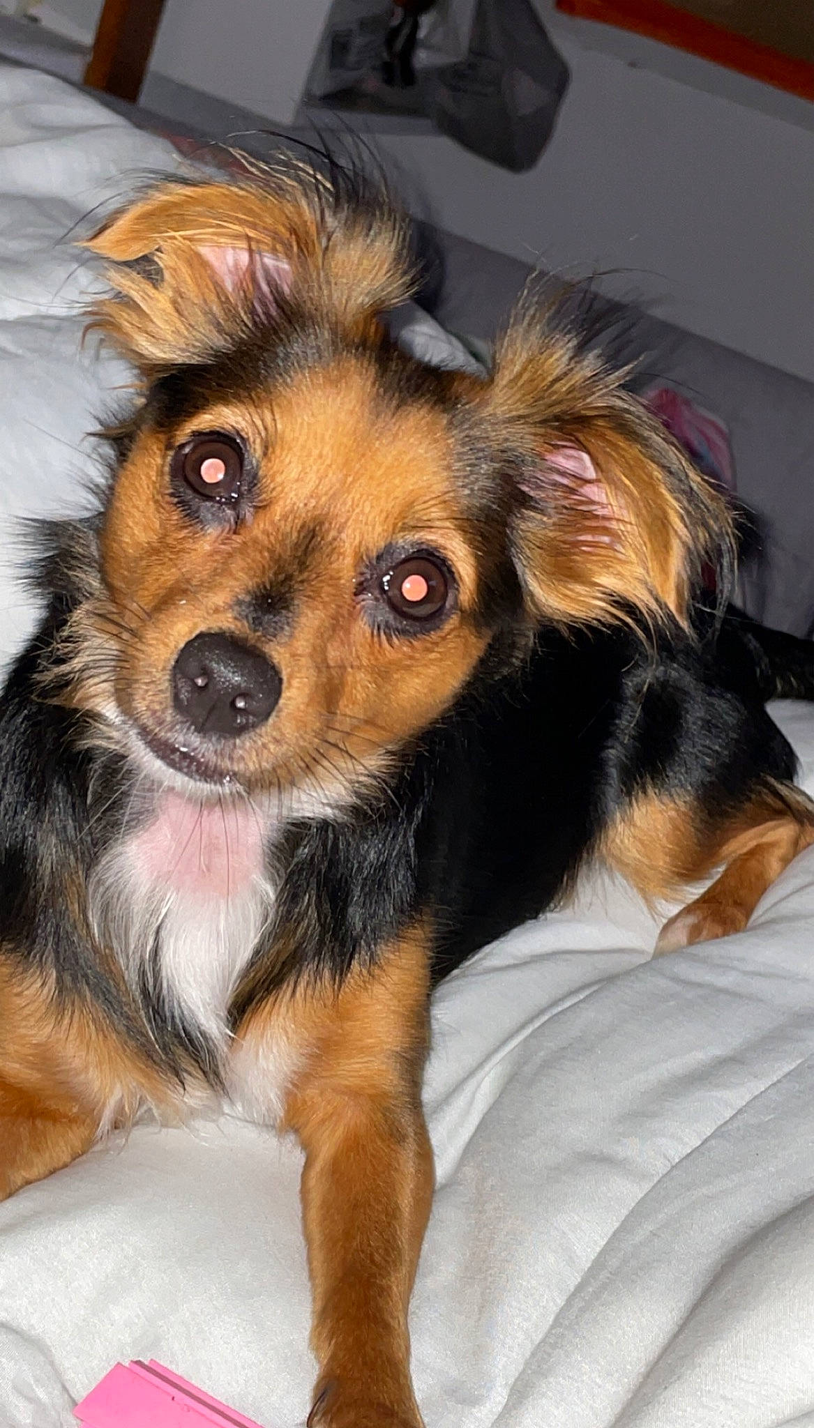 Ana participe au concours pour gagner de l'argent avec cette photo : canidae, carnivore, companion_dog, dog, dog_breed, dog_supply, fawn, fur, paw, puppy, snout, sporting_group, terrestrial_animal, whiskers, working_dog