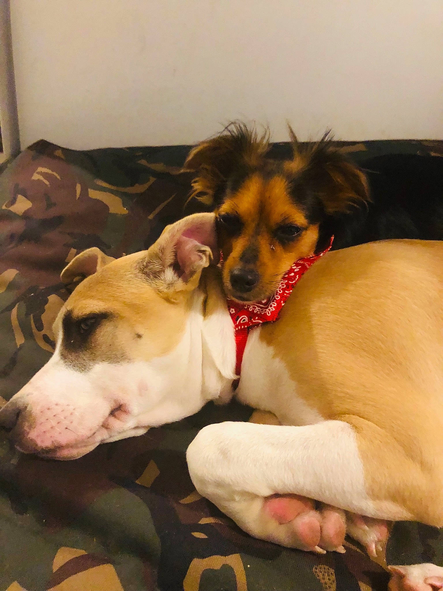 Ana a rejoint le concours — aidez-le/la à gagner de superbes lots ! canidae, carnivore, collar, comfort, companion_dog, dog, dog_breed, dog_supply, fawn, fur, non_sporting_group, paw, sporting_group, terrier, toy_dog, whiskers, working_animal