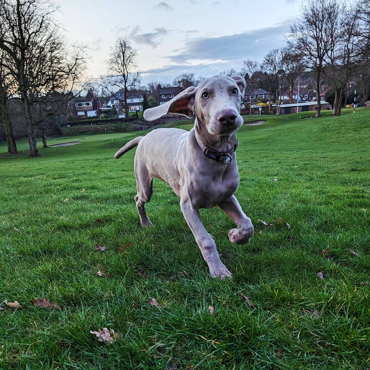 Alvar is registered to the contest to win money with this photo: carnivore, cloud, collar, companion_dog, dog, dog_breed, dog_collar, dog_supply, fawn, grass, gun_dog, pasture, plant, sighthound, sky, snout, tail, tree, whiskers, working_animal