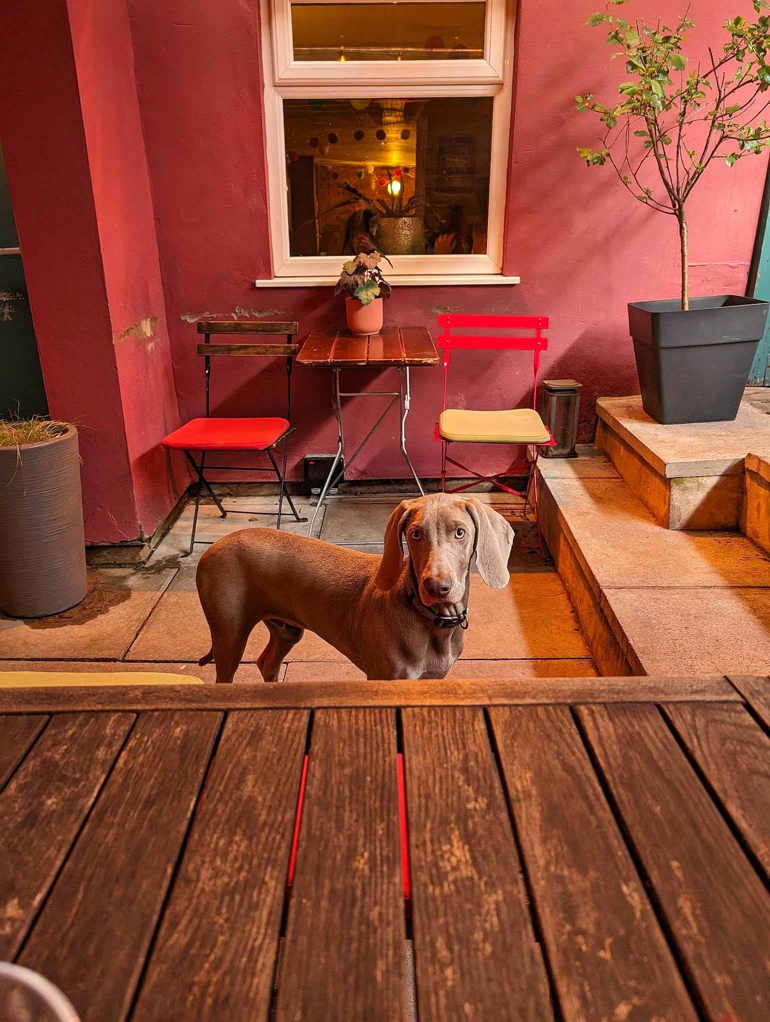 Alvar joined the competition — help win amazing prizes! building, carnivore, comfort, companion_dog, couch, dog, dog_breed, fawn, floor, flooring, hardwood, house, houseplant, interior_design, laminate_flooring, living_room, picture_frame, plant, window, wood