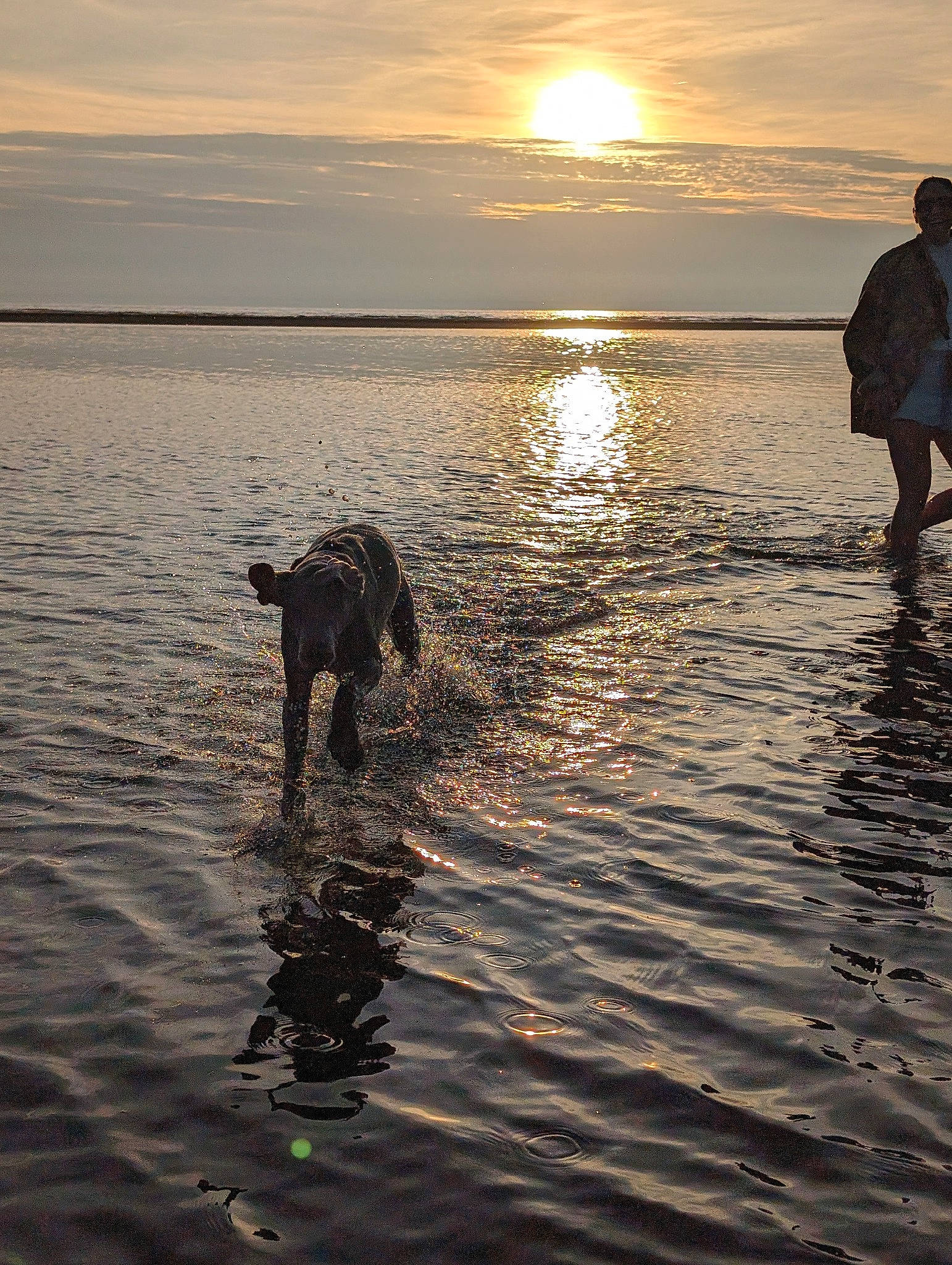 Alvar is registered to the contest to win money with this photo: beach, calm, carnivore, cloud, dog, dusk, fun, happy, horizon, lake, light, morning, people_in_nature, sky, sunlight, sunrise, sunset, water, water_resources, working_animal