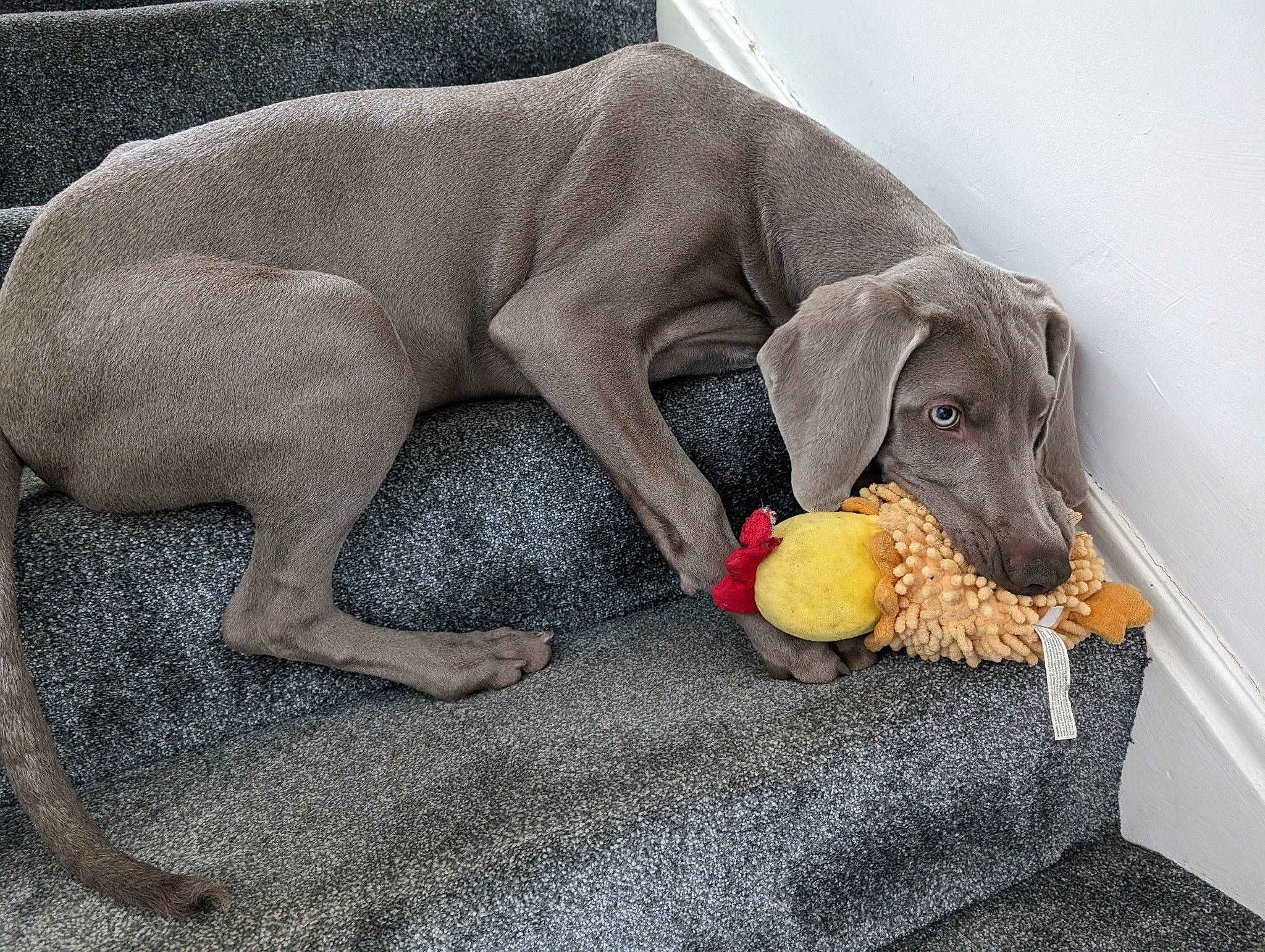 Alvar is registered to the contest to win money with this photo: biting, carnivore, comfort, companion_dog, dog, dog_breed, dog_supply, dog_toy, fawn, grey, liver, paw, pet_supply, snout, sporting_group, stuffed_toy, tennis_ball, terrestrial_animal, toy, working_animal