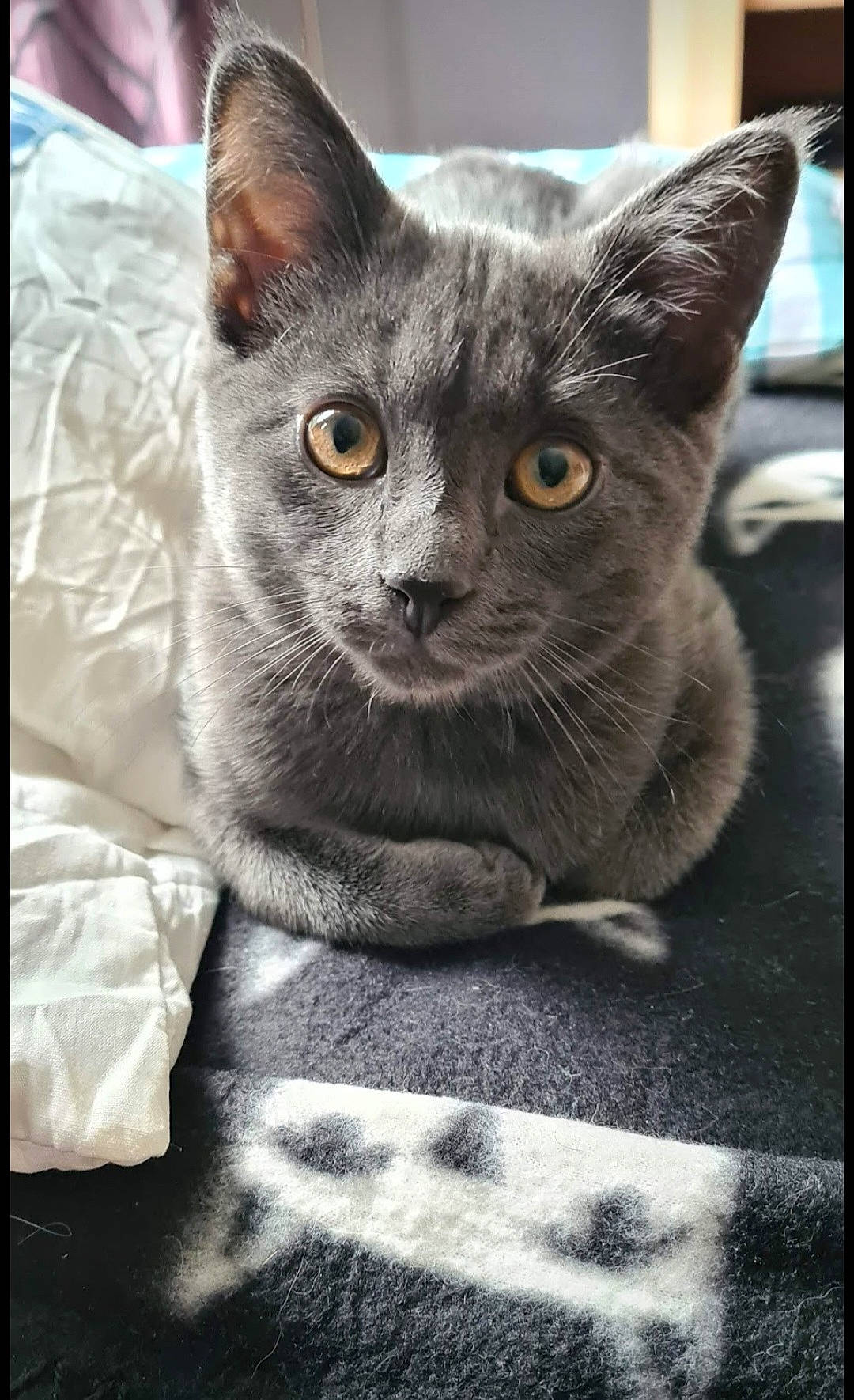 Reglisse participe au concours pour gagner de l'argent avec cette photo : carnivore, cat, domestic_short_haired_cat, felidae, fur, grey, russian_blue, sitting, small_to_medium_sized_cats, snout, terrestrial_animal, whiskers