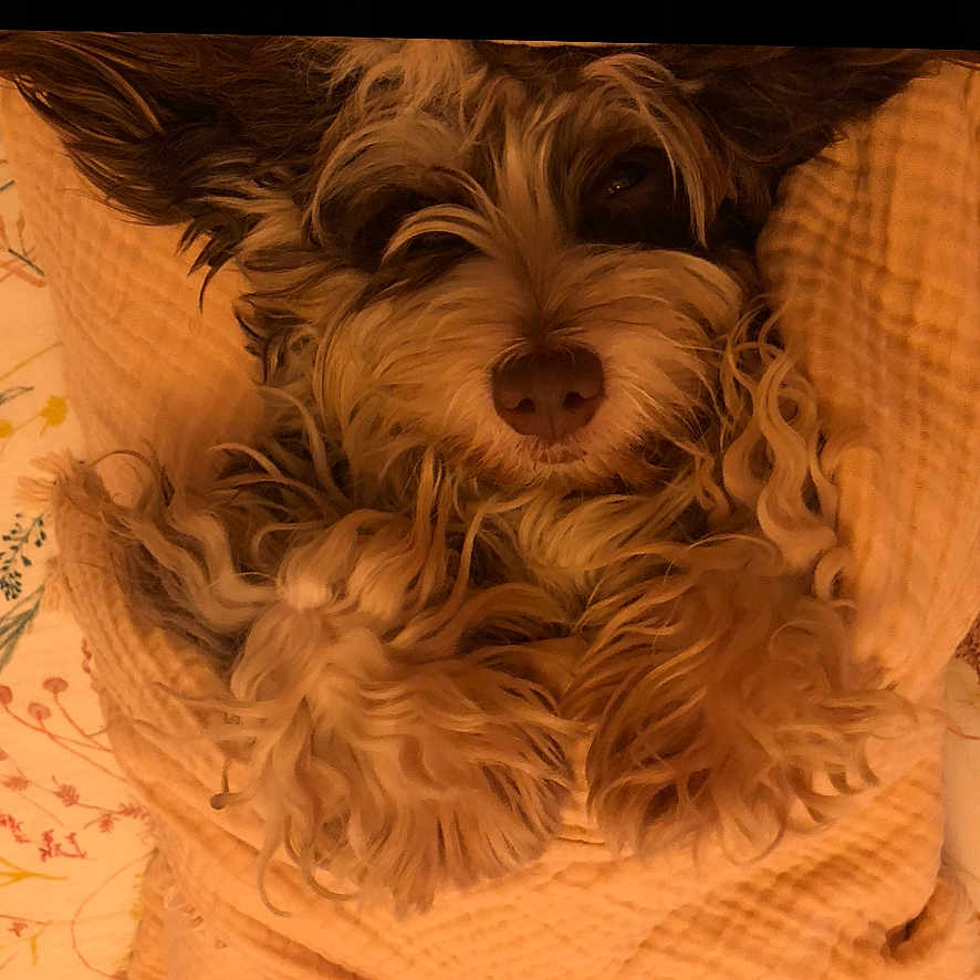 Ultime a rejoint le concours — aidez-le/la à gagner de superbes lots ! animal, blanket, brown, closeup, comfort, cozy, curly_fur, cute, dog, fur, indoor, nap, pet, portrait, relaxed, resting, sleepy, soft_texture, warm, wrapped
