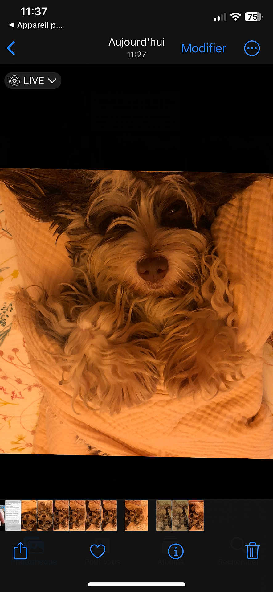 Ultime a rejoint le concours — aidez-le/la à gagner de superbes lots ! dog, pet, blanket, curly_fur, cozy, nap, sleepy, brown, soft_texture, indoor, closeup, cute, fur, resting, animal, portrait, wrapped, warm, comfort, relaxed