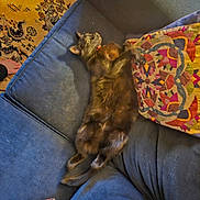 Shadow is registered to the contest to win money with this photo: barefoot, black_cat, carpet, cat, collar, couch, cozy, fur, human_foot, indoor, living_room, lounging, patterned_pillow, pet, pillow, relaxed, rug, sofa, upholstery, whiskers