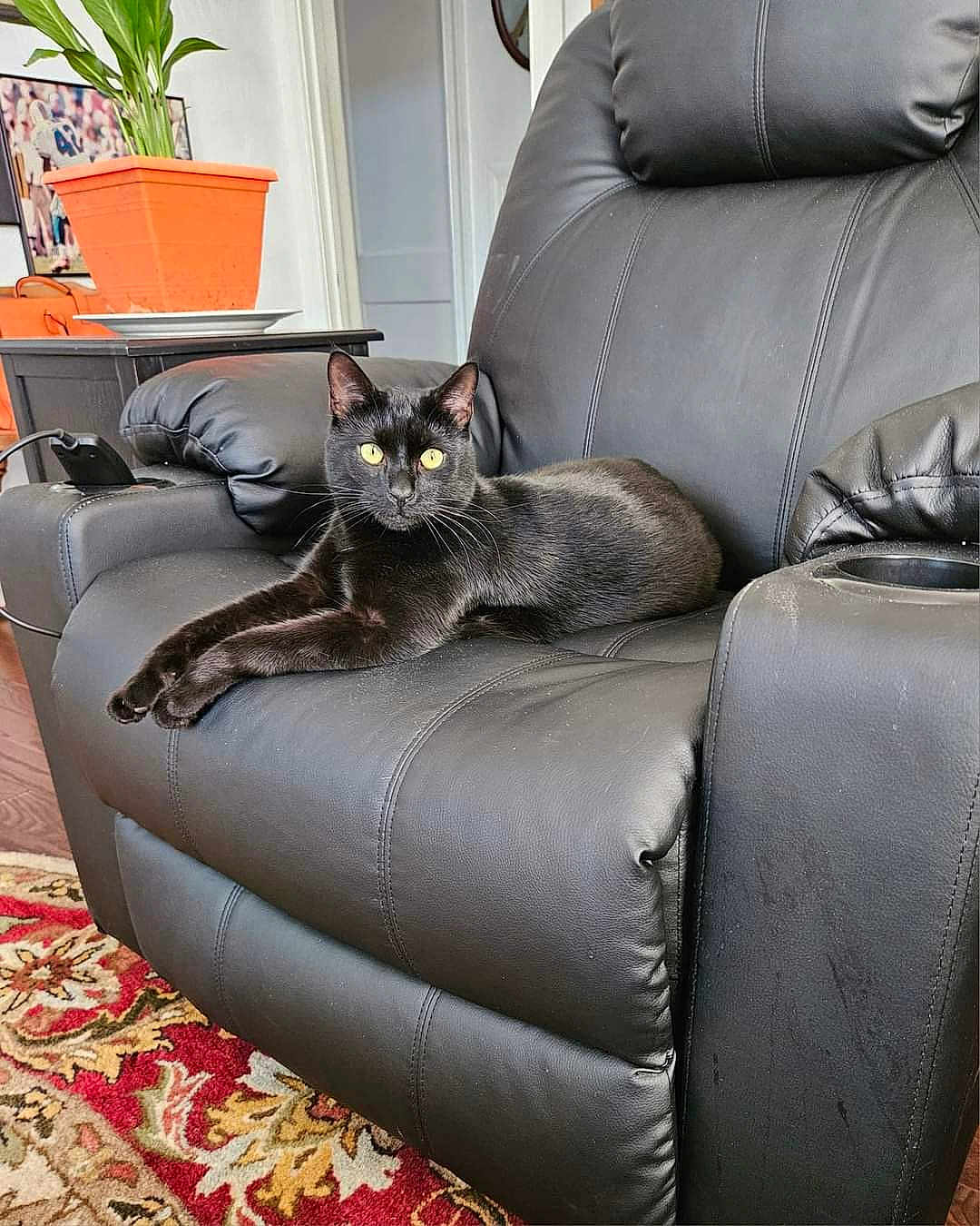 Shadow joined the competition — help win amazing prizes! black_cat, cat, feline, yellow_eyes, whiskers, leather_chair, recliner, living_room, potted_plant, plant, rug, carpet, upholstery, pet, indoor, lounging, portrait, cozy, furniture, home