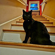 Shadow joined the competition — help win amazing prizes! black_cat, cat, stairs, indoor, window, collar, bell, wood_stairs, banister, portrait, pet, feline, whiskers, wide_eyes, gaze, sitting, looking_up, shadow, home_interior, wooden_step