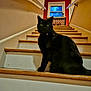 black_cat, cat, stairs, indoor, window, collar, bell, wood_stairs, banister, portrait, pet, feline, whiskers, wide_eyes, gaze, sitting, looking_up, shadow, home_interior, wooden_step