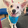 dog, white_dog, bandana, blue_bandana, bee_pattern, pet, happy, smiling, ears, tongue_out, grooming_table, indoor, fur, animal, cute, close_up, portrait, sitting, black_nose, friendly