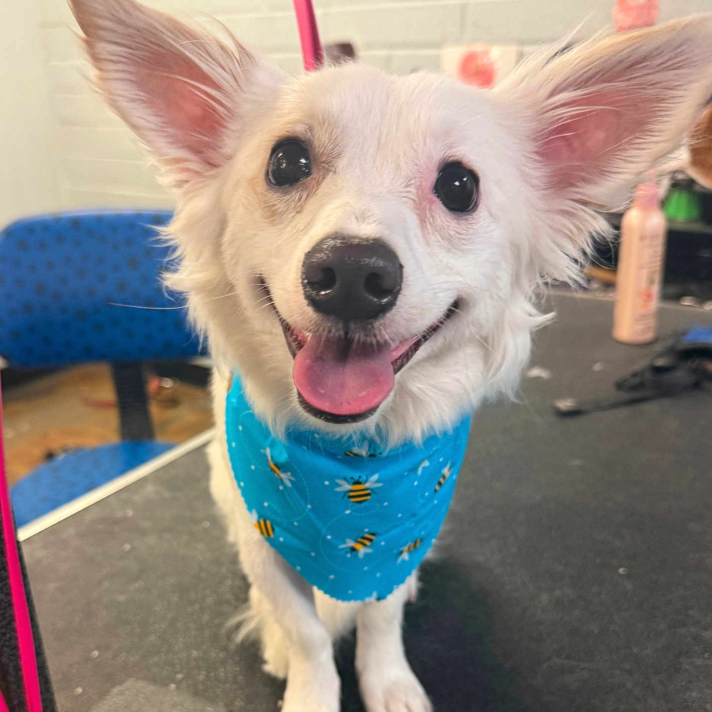 Sargeant is registered to the contest to win money with this photo: animal, bandana, bee_pattern, black_nose, blue_bandana, close_up, cute, dog, ears, friendly, fur, grooming_table, happy, indoor, pet, portrait, sitting, smiling, tongue_out, white_dog
