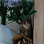 Ficelo a rejoint le concours — aidez-le/la à gagner de superbes lots ! animal, cat, celebration, christmas, christmas_tree, curious, decor, feline, festive, figurines, greenery, holiday_decorations, indoor, nativity_scene, ornaments, pet, quiet, tabby_cat, tree_branches, wooden_surface