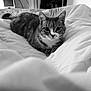 animal, bed, black_and_white, blanket, cat, comfort, cozy, curious, domestic, eyes, feline, fur, indoor, lying_down, pet, relaxed, resting, soft_light, tabby, whiskers