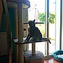 animal, basket, cat, cat_tree, curious, daylight, domestic_animal, feline, floor, green_plants, home, indoor, pet_accessory, pet_bed, relaxation, sliding_door, sunlight, tile_floor, toy, window