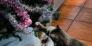 Ficelo participe au concours pour gagner de l'argent avec cette photo : cabinet, cat, christmas_tree, curious, decorations, festive, floor, furniture, greenery, holiday, houseplant, indoor, ornaments, paw, pet, playful, tabby_cat, tile_floor, tinsel, white_tree_skirt