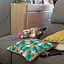 cat, colorful_pillow, couch, domestic_animal, fish_tank, framed_photos, goldfish, gray_cat, gray_furniture, home_decor, indoor, living_room, pet, pillow, playful_cat, relaxing, remote_control, toy, wall, wooden_cabinet