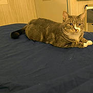 Ficelo participe au concours pour gagner de l'argent avec cette photo : cat, tabby, pet, animal, indoor, bed, blue_bedspread, white_paws, white_chest, resting, feline, domestic, fur, ears, whiskers, eyes, home, furniture, drawer, wall