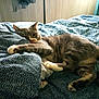 animal, bed, blanket, cat, cozy, cute, domestic_animal, feline, fur, home, indoor, paw, pet, relaxed, resting, sleepy, striped, tabby_cat, tongue, whiskers