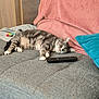 Ficelo a rejoint le concours — aidez-le/la à gagner de superbes lots ! cat, gray_tabby, couch, remote_control, blanket, pillow, indoor, relaxed, pet, feline, living_room, cozy, resting, striped, fur, whiskers, home, domestic_animal, cute, sleepy