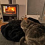 Ficelo a rejoint le concours — aidez-le/la à gagner de superbes lots ! basket, blanket, cat, couch, cozy, fire, fireplace, fur, furniture, home, indoor, living_room, pet, power_outlet, relaxation, resting, sleeping, tabby_cat, warm, wood_floor