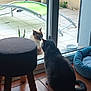 Ficelo participe au concours pour gagner de l'argent avec cette photo : cat, indoor, outdoor, glass_door, pet_bed, stool, tile_floor, lounge_chair, curiosity, animal, feline, reflection, quiet, daylight, home, conversation, two_cats, pets, window, plant