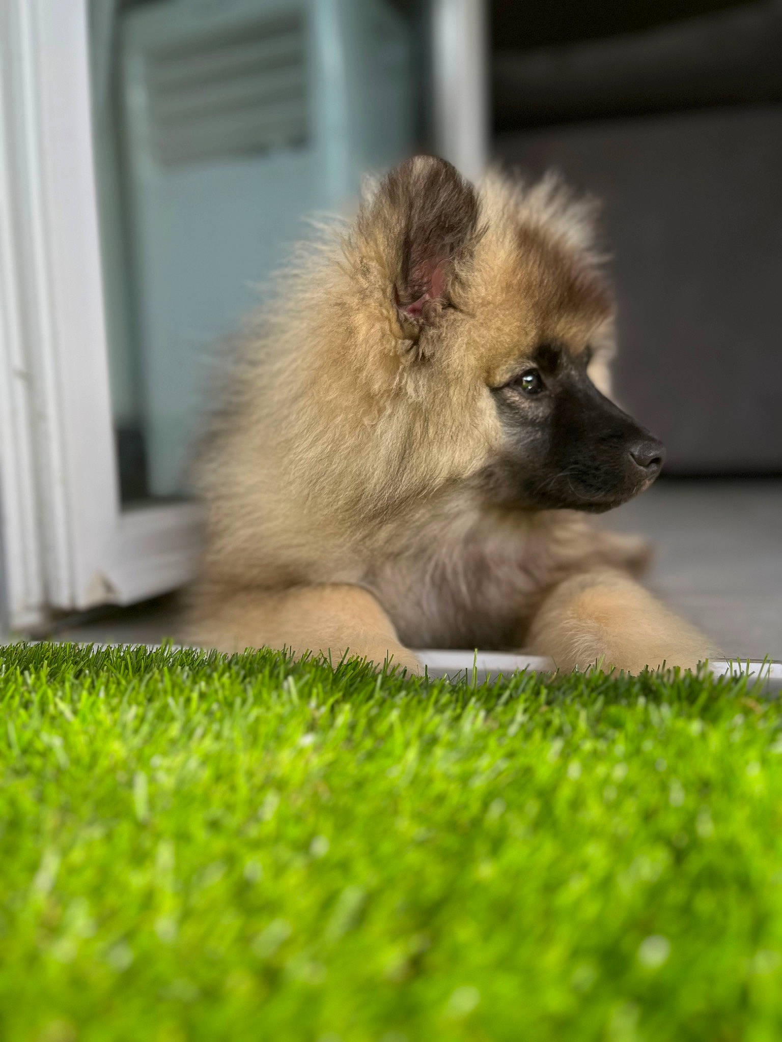 Nala a rejoint le concours — aidez-le/la à gagner de superbes lots ! canidae, carnivore, companion_dog, dog, dog_breed, door, fawn, fur, german_spitz, german_spitz_klein, german_spitz_mittel, grass, non_sporting_group, plant, snout, spitz, tail, terrestrial_animal, toy_dog, wildlife