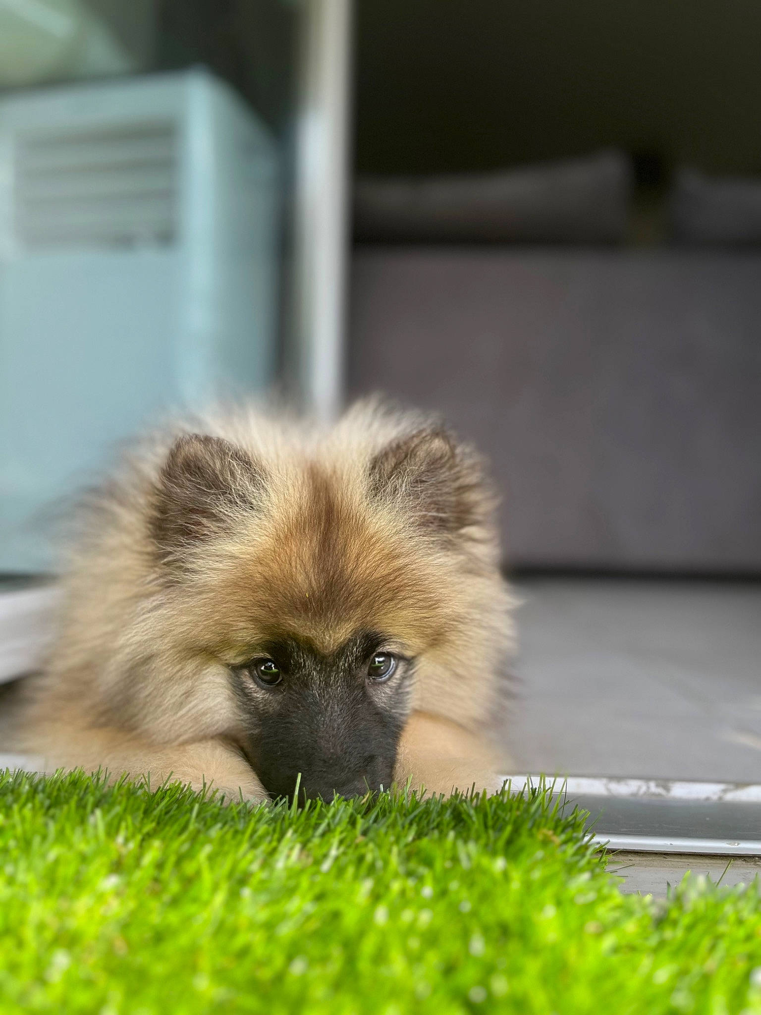 Nala a rejoint le concours — aidez-le/la à gagner de superbes lots ! beak, companion_dog, dog_breed, event, eye, fawn, fur, german_spitz, german_spitz_klein, grass, plant, snout, tail, terrestrial_animal, toy_dog, wildlife
