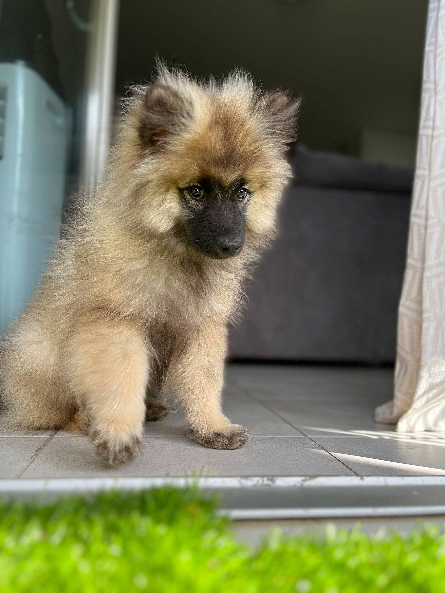 Nala a rejoint le concours — aidez-le/la à gagner de superbes lots ! ancient_dog_breeds, canidae, carnivore, companion_dog, curtain, dog, dog_breed, fawn, fur, german_spitz_klein, grass, liver, non_sporting_group, plant, snout, tail, terrestrial_animal, toy_dog, whiskers, wildlife
