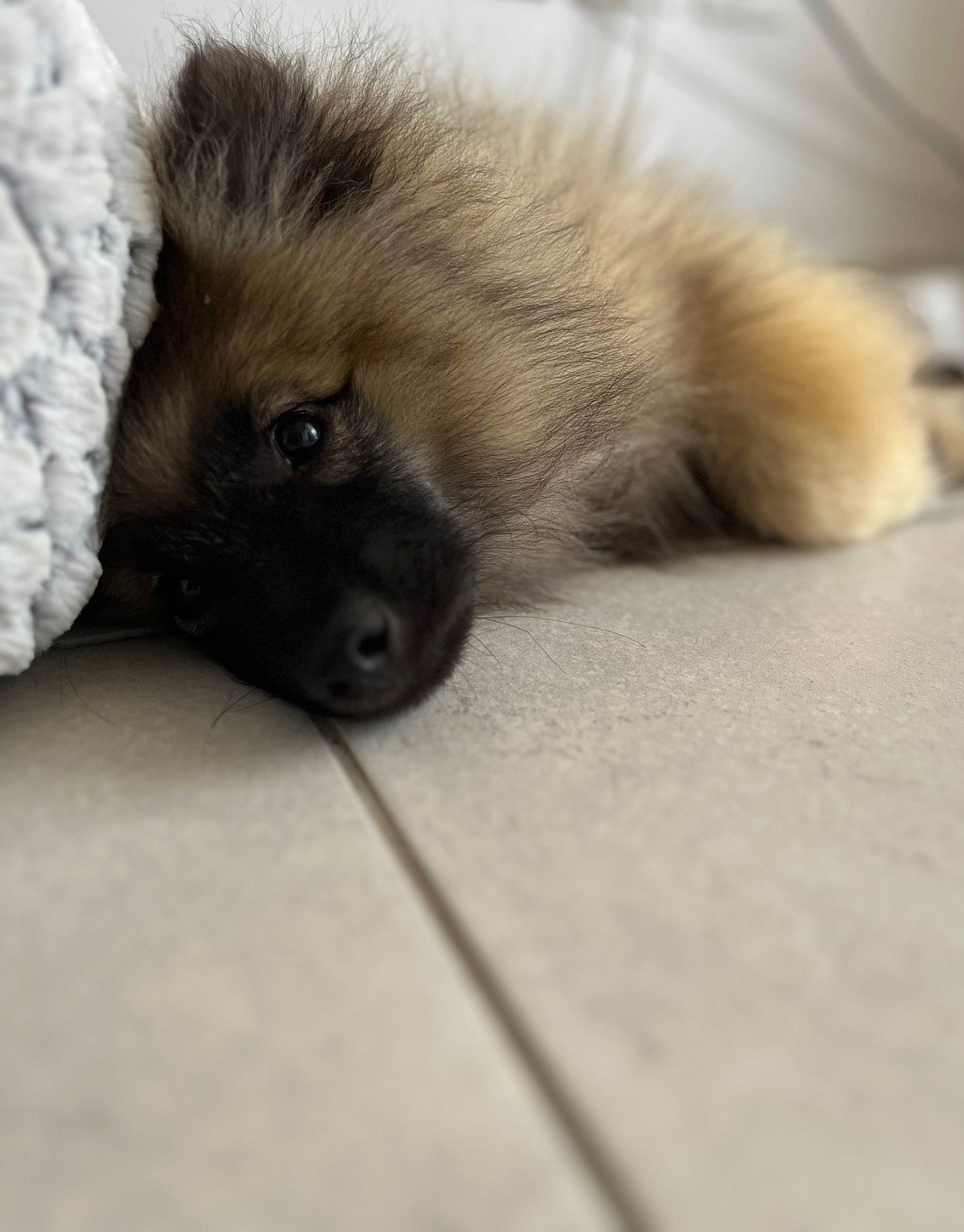 Nala participe au concours pour gagner de l'argent avec cette photo : canidae, carnivore, companion_dog, dog, dog_breed, estrela_mountain_dog, fawn, felidae, flooring, fur, german_spitz, german_spitz_mittel, paw, snout, sporting_group, terrestrial_animal, toy_dog, whiskers, wildlife, working_animal