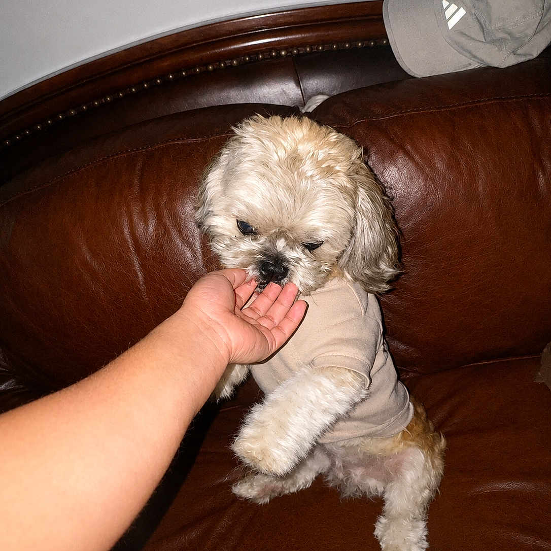 Spot