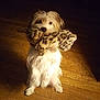 dog, stuffed_toy, leopard_print, wooden_floor, pet, animal, cute, fluffy, indoor, playful, sitting, looking_up, toy_in_mouth, fur, domestic_animal, companion, animal_portrait, friendly, pet_toy, canine