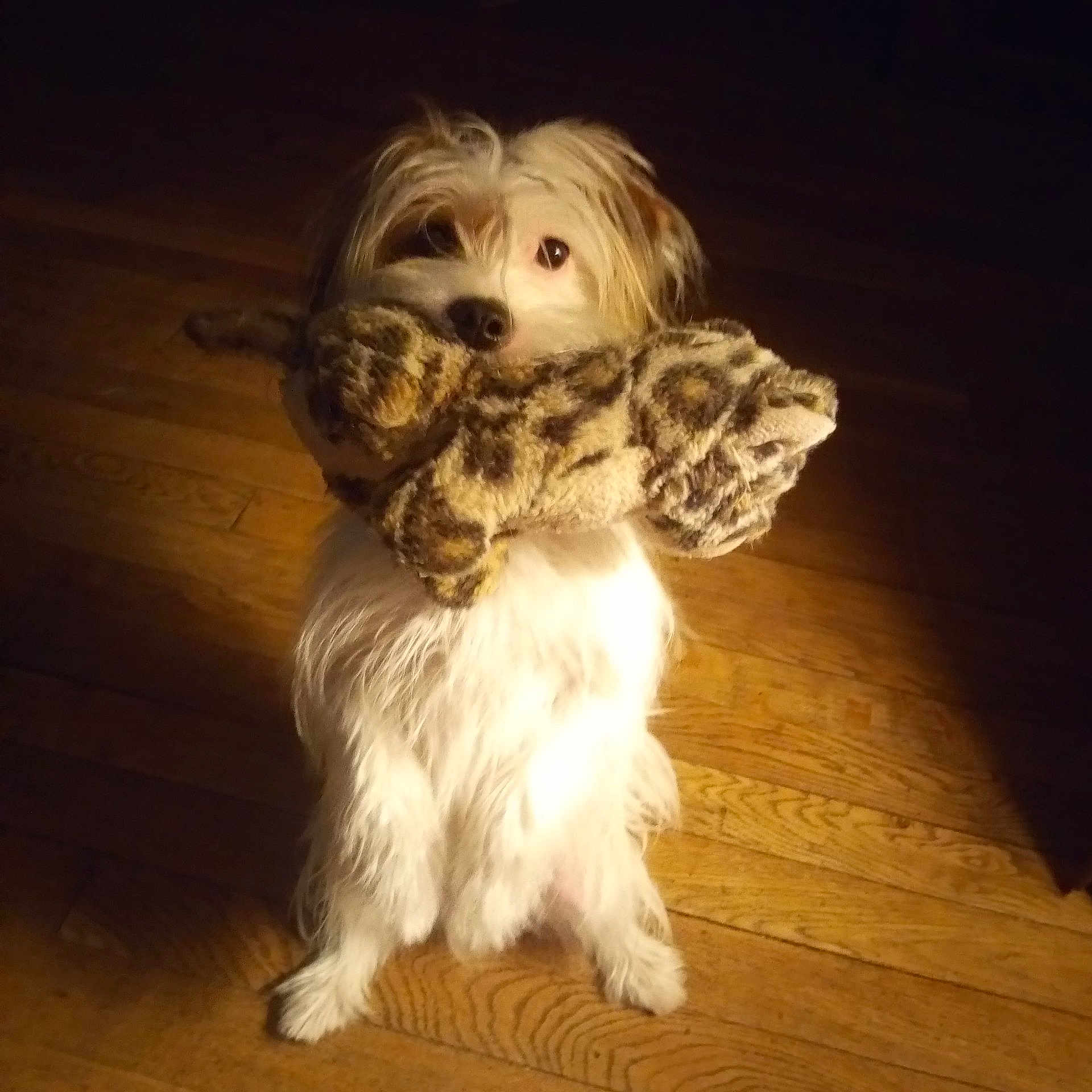 Batman participe au concours pour gagner de l'argent avec cette photo : dog, stuffed_toy, leopard_print, wooden_floor, pet, animal, cute, fluffy, indoor, playful, sitting, looking_up, toy_in_mouth, fur, domestic_animal, companion, animal_portrait, friendly, pet_toy, canine