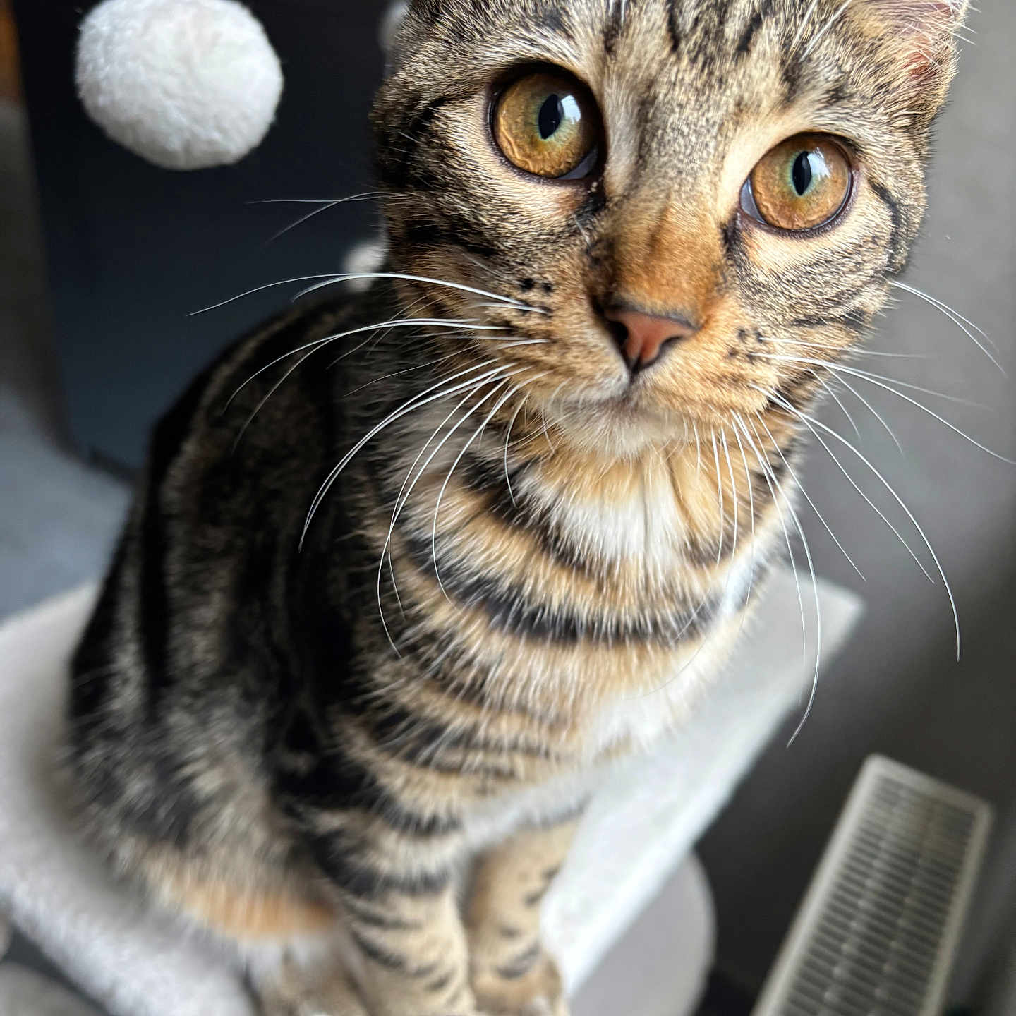 Violette participe au concours pour gagner de l'argent avec cette photo : tabby_cat, cat, pet, animal, whiskers, close_up, golden_eyes, feline, indoor, toy, white_ball, curious, perch, soft_texture, striped_fur, playful, domestic_cat, sitting, portrait, household