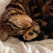 Violette participe au concours pour gagner de l'argent avec cette photo : cat, tabby_cat, sleeping, curled_up, fur, whiskers, paw, pet, animal, cozy, resting, feline, cute, domestic_cat, striped, closeup, indoors, blanket, soft, relaxed