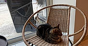 Violette a rejoint le concours — aidez-le/la à gagner de superbes lots ! cat, tabby_cat, chair, woven_chair, indoor, window, garden, trash_bin, plant, tile_floor, relaxing, pet, feline, home, daylight, furniture, resting, animal, domestic_animal, quiet