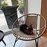 cat, tabby_cat, chair, woven_chair, indoor, window, garden, trash_bin, plant, tile_floor, relaxing, pet, feline, home, daylight, furniture, resting, animal, domestic_animal, quiet