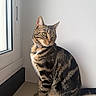 Violette participe au concours pour gagner de l'argent avec cette photo : cat, tabby, sitting, window, natural_light, indoor, pet, fur, animal, domestic, whiskers, collar, ears, eyes, paws, tail, quiet, calm, contemplative, feline