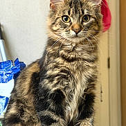 Nova Whiskers is registered to the contest to win money with this photo: animal, black, brown, cat, closeup, curious, cute, domestic, eyes, feline, fluffy, fur, indoor, pet, portrait, sitting, striped, tabby, whiskers, young