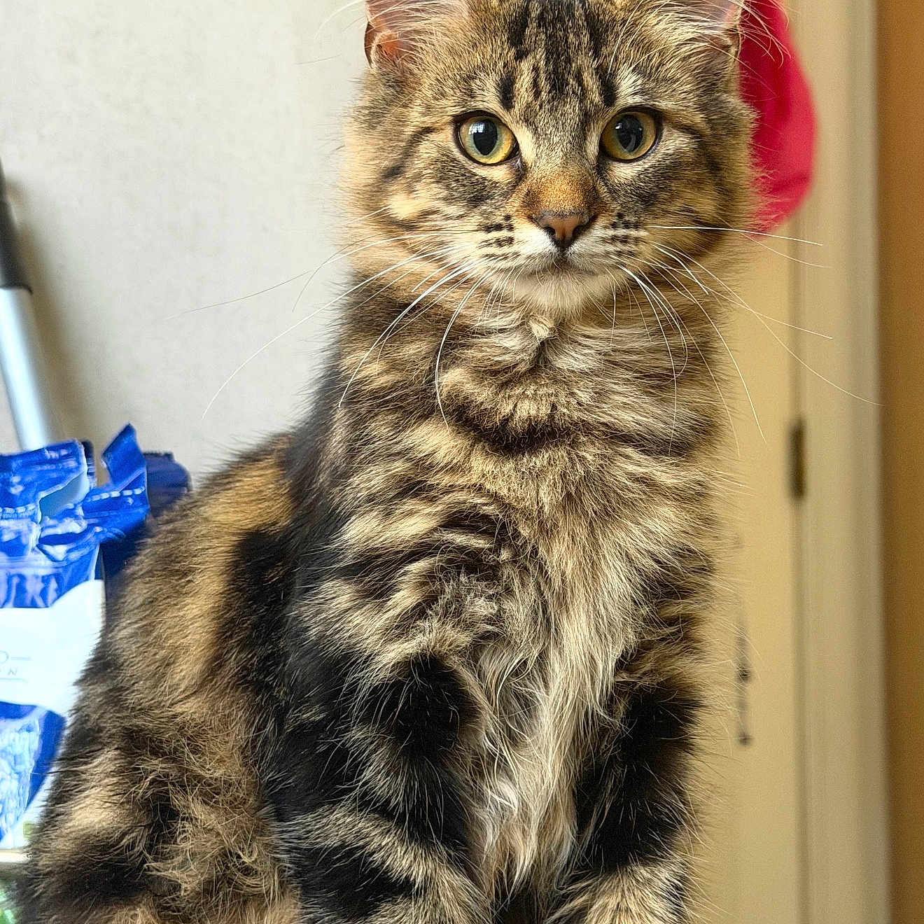 Nova Whiskers is registered to the contest to win money with this photo: animal, black, brown, cat, closeup, curious, cute, domestic, eyes, feline, fluffy, fur, indoor, pet, portrait, sitting, striped, tabby, whiskers, young