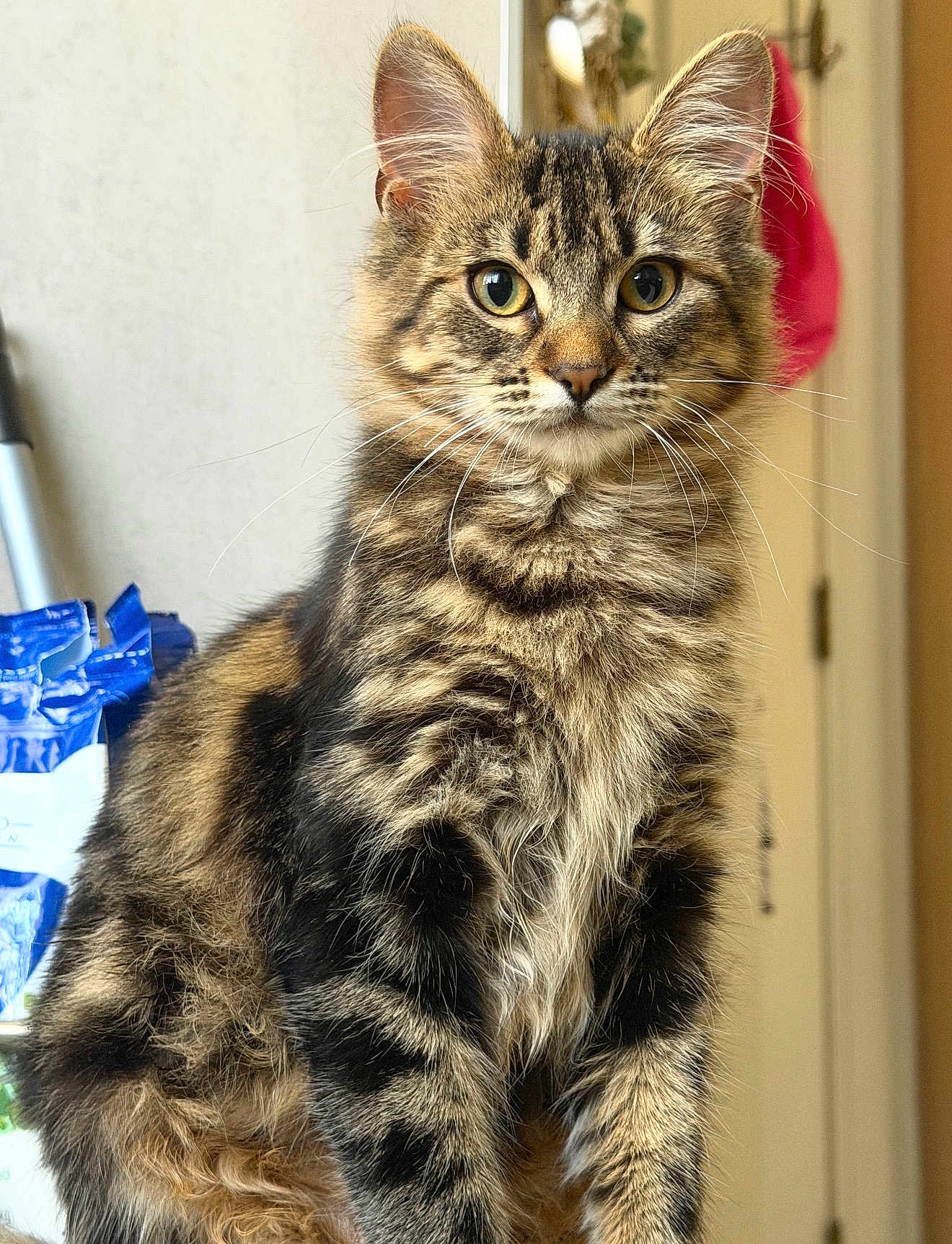 Nova Whiskers is registered to the contest to win money with this photo: animal, black, brown, cat, closeup, curious, cute, domestic, eyes, feline, fluffy, fur, indoor, pet, portrait, sitting, striped, tabby, whiskers, young