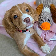Pippa is registered to the contest to win money with this photo: adorable, blanket, brown, closeup, collar, cute, dog, duck, fur, indoor, knitted_toy, lying_down, nose, paw, pet, pink, puppy, toy, white, young_dog