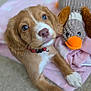 adorable, blanket, brown, closeup, collar, cute, dog, duck, fur, indoor, knitted_toy, lying_down, nose, paw, pet, pink, puppy, toy, white, young_dog