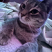 Lily is registered to the contest to win money with this photo: cat, tabby_cat, close_up, indoor, bed, bedding, blanket, paw, whiskers, fur, sleepy, relaxed, pet, feline, domestic_animal, cozy, purple_light, soft_texture, curious, resting