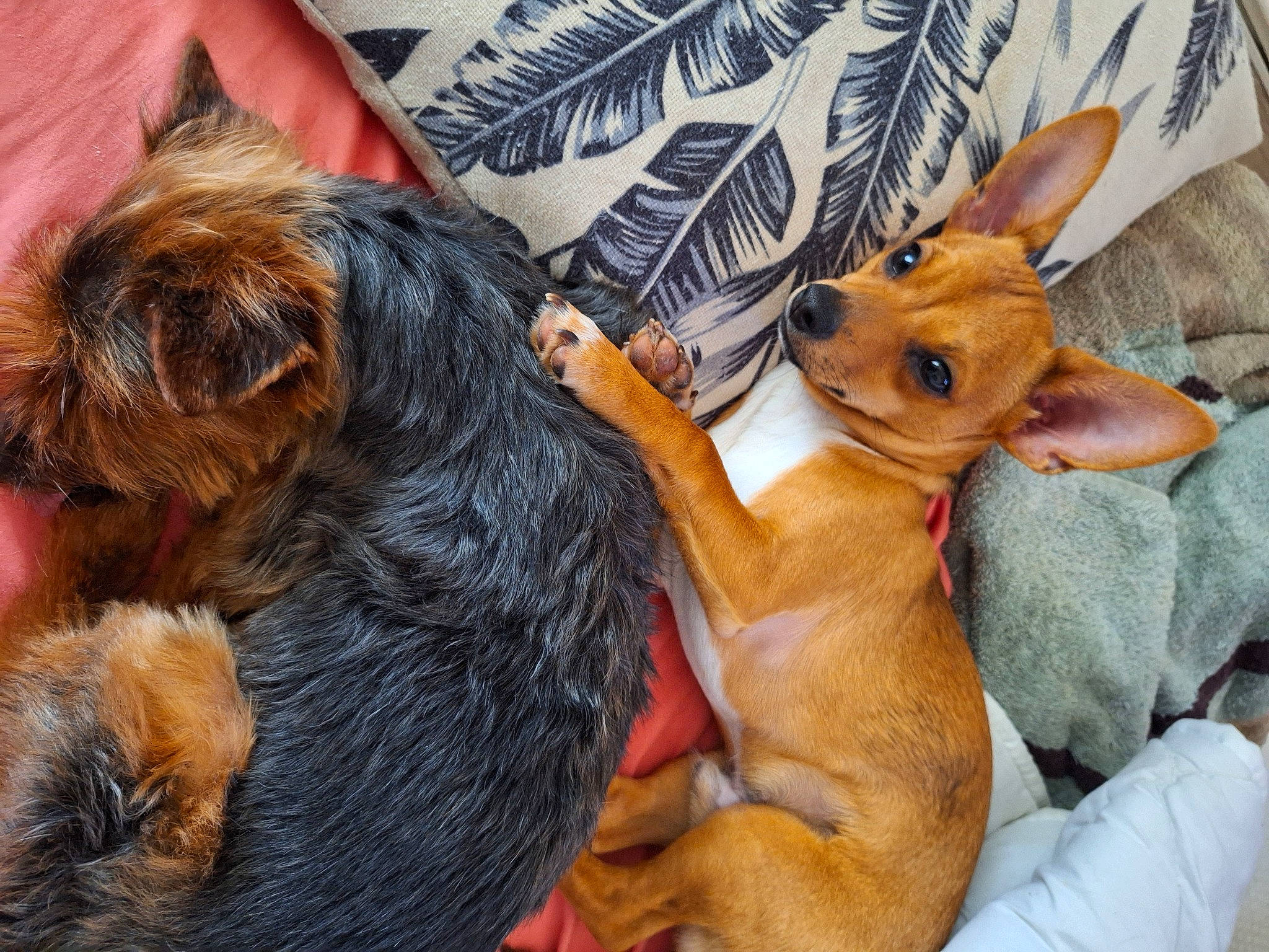 Taz a rejoint le concours — aidez-le/la à gagner de superbes lots ! art, canidae, carnivore, companion_dog, dog, dog_breed, ear, fawn, fur, liver, paw, small_terrier, snout, sporting_group, tail, terrestrial_animal, terrier, toy_dog, whiskers, working_animal