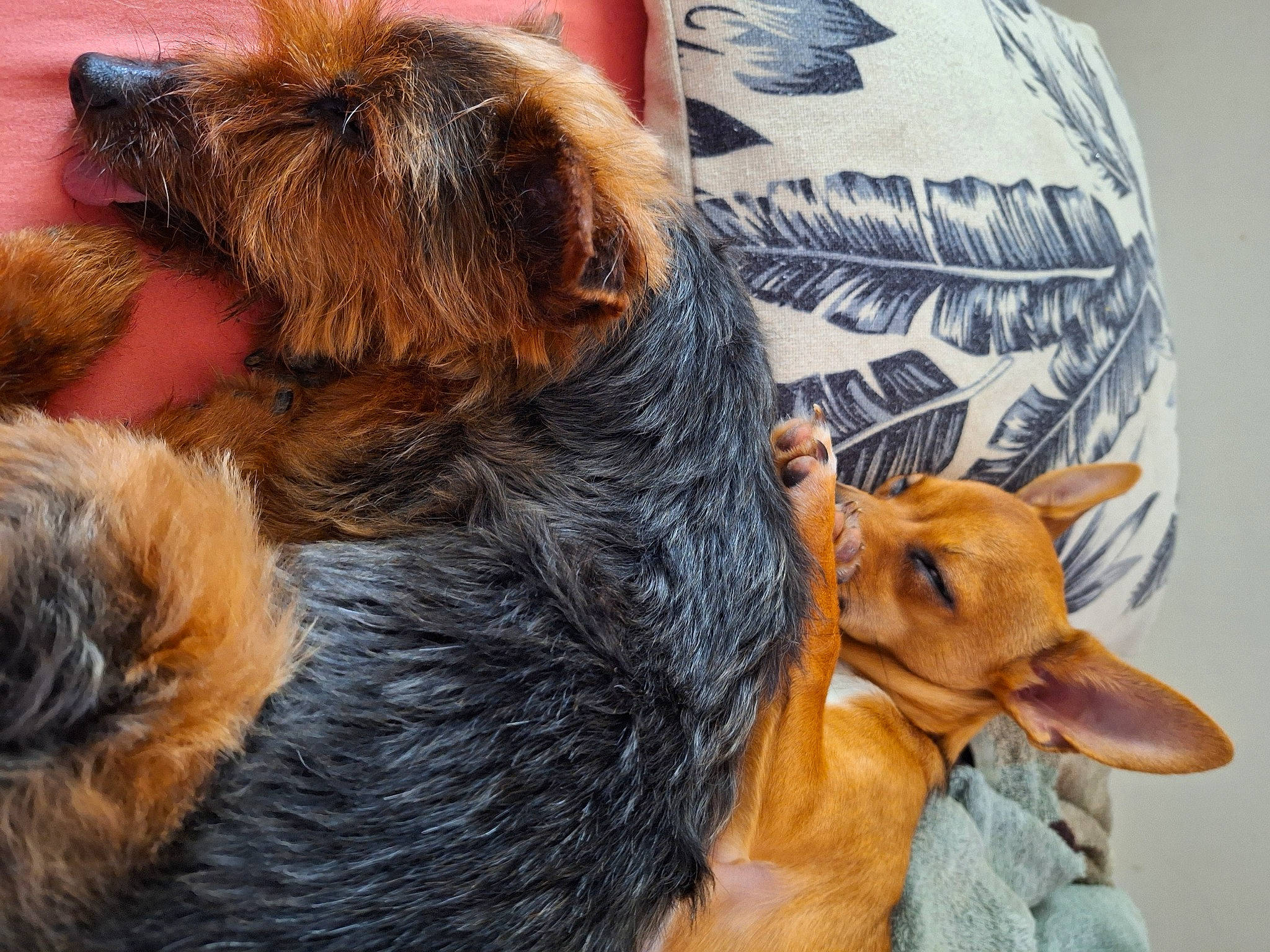 Taz a rejoint le concours — aidez-le/la à gagner de superbes lots ! art, canidae, carnivore, companion_dog, dog, dog_breed, fawn, fox, fur, giant_dog_breed, guard_dog, liver, paw, snout, sporting_group, tail, terrestrial_animal, terrier, toy_dog, working_animal