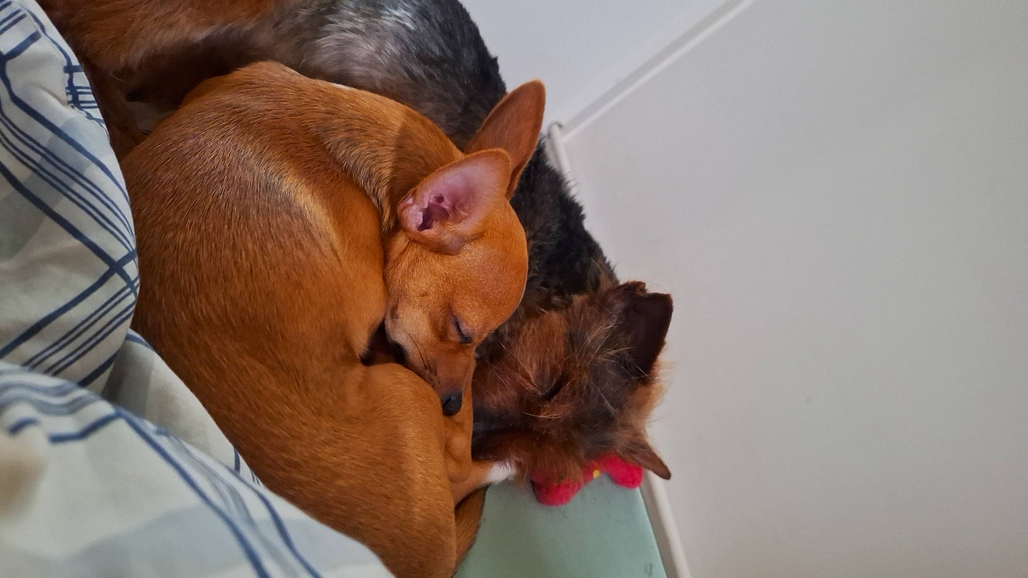 Taz participe au concours pour gagner de l'argent avec cette photo : canidae, carnivore, comfort, companion_dog, dog, dog_breed, ear, fawn, fur, liver, nap, paw, puppy, sleep, snout, sporting_group, terrestrial_animal, whiskers, working_animal, wrinkle