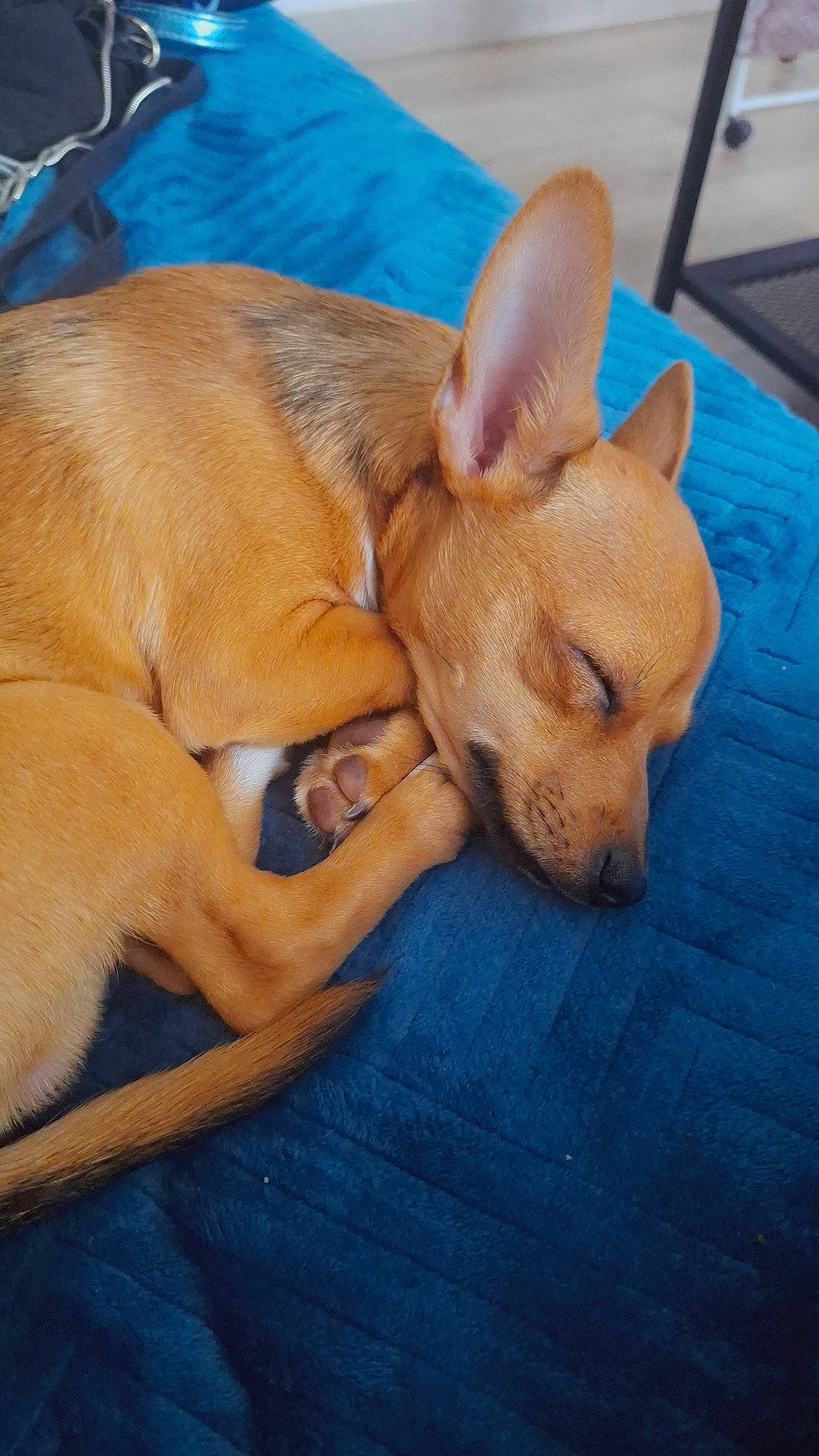 Taz participe au concours pour gagner de l'argent avec cette photo : canidae, carnivore, comfort, companion_dog, dog, dog_breed, ear, fawn, liver, nap, non_sporting_group, paw, sleep, snout, sporting_group, tail, terrestrial_animal, toy_dog, whiskers, working_animal