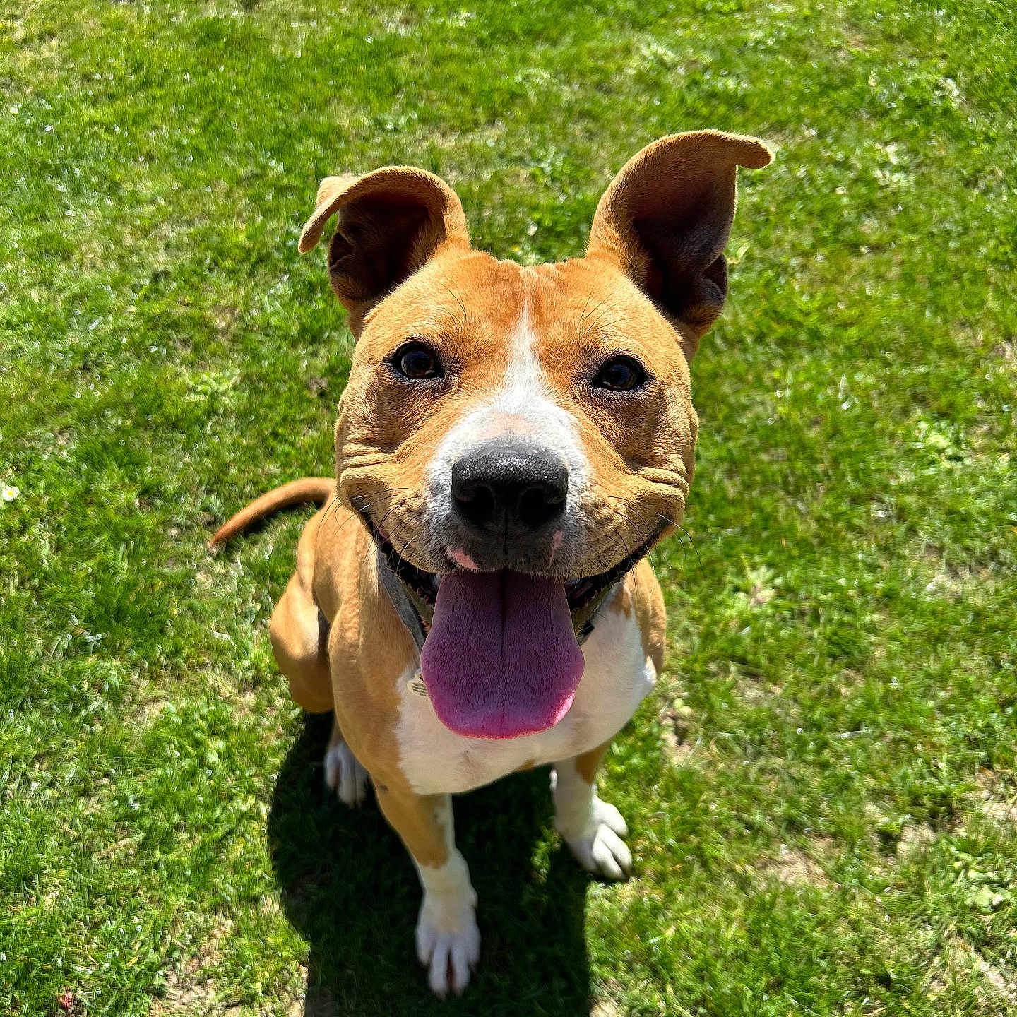 Naya participe au concours pour gagner de l'argent avec cette photo : animal, ball, bodypart, bulldog, canine, dog, field, grass, grassland, hound, lawn, mouth, nature, outdoors, pet, plant, puppy, sport, tennis, tennisball