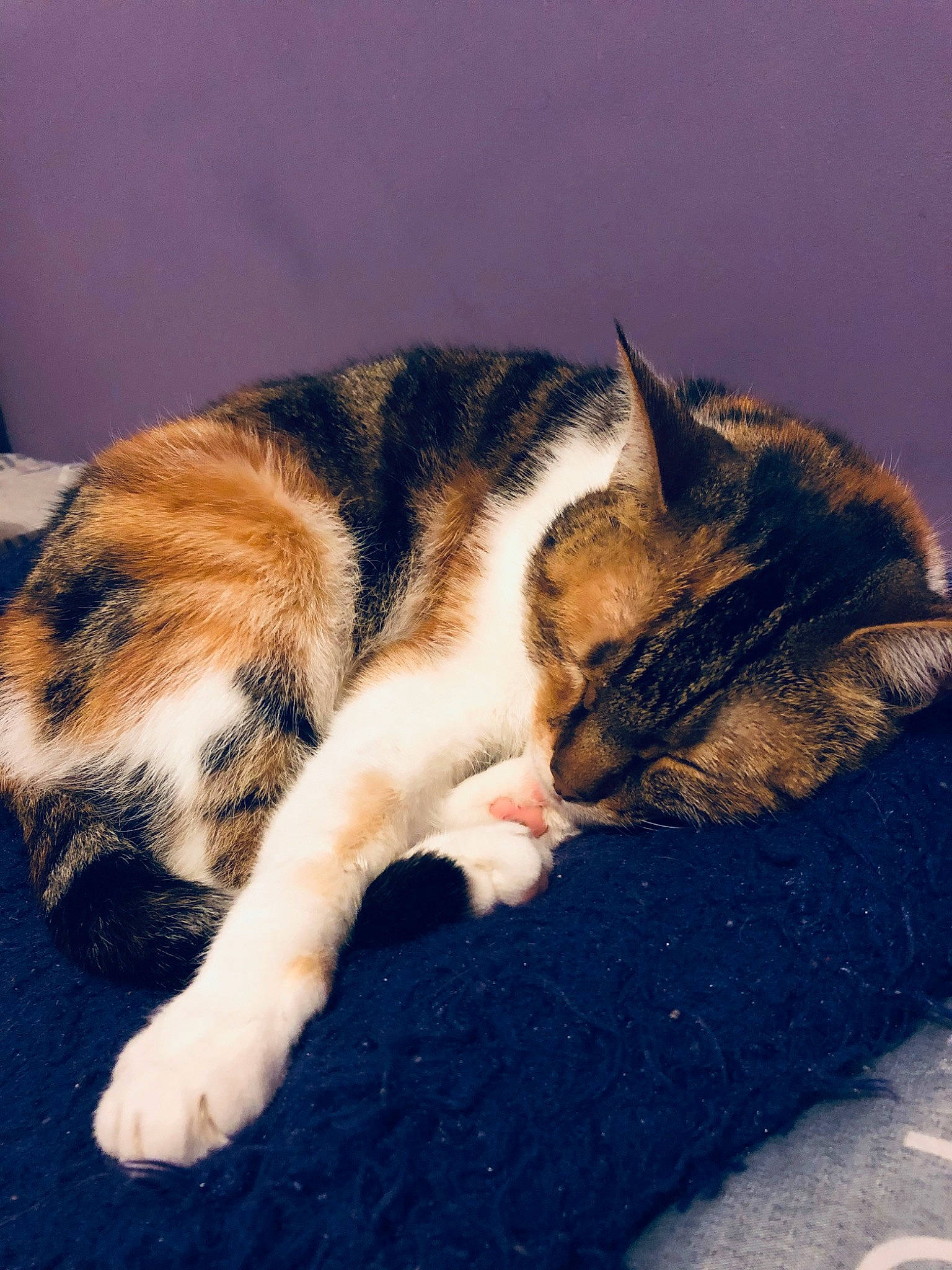 Pucca participe au concours pour gagner de l'argent avec cette photo : aegean_cat, american_wirehair, carnivore, cat, claw, domestic_short_haired_cat, dragon_li, european_shorthair, felidae, fur, kitten, mammal, nap, paw, polydactyl_cat, sleep, small_to_medium_sized_cats, snout, tail, whiskers