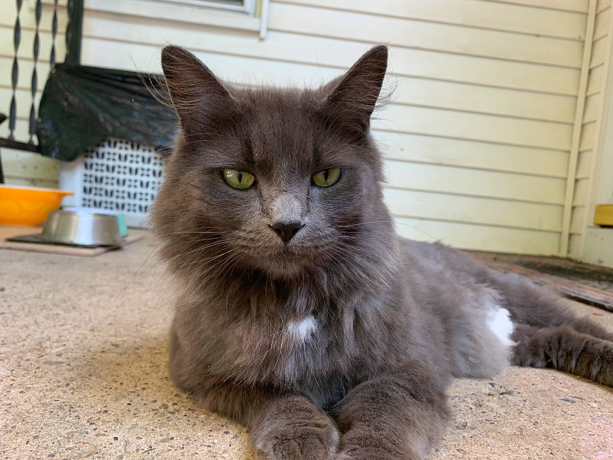 Jane joined the competition — help win amazing prizes! asian, asian_semi_longhair, british_semi_longhair, carnivore, cat, chartreux, domestic_long_haired_cat, domestic_short_haired_cat, european_shorthair, felidae, kitten, korat, maine_coon, mammal, nebelung, polydactyl_cat, russian_blue, small_to_medium_sized_cats, vertebrate, whiskers